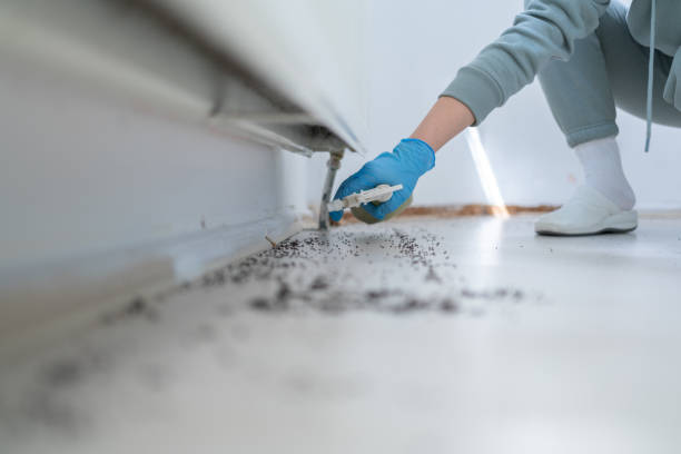 Best Local Pest Control Services  in Auburn, AL